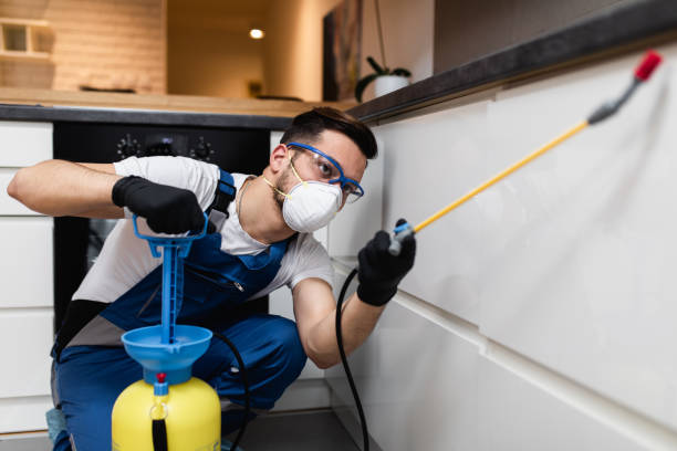 Best Flea Control Services  in Plainview, MN
