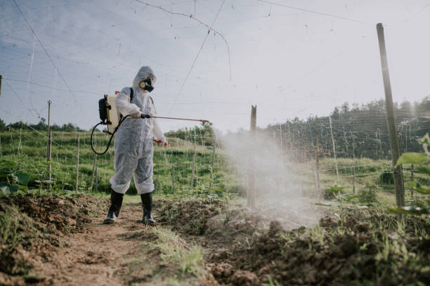 Best Best Pest Control Companies  in Plainview, MN